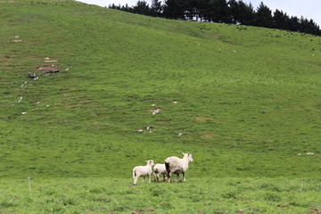 Mother & sons sheeps in hayfield