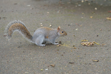 Grey Squirrel on the ground facing right