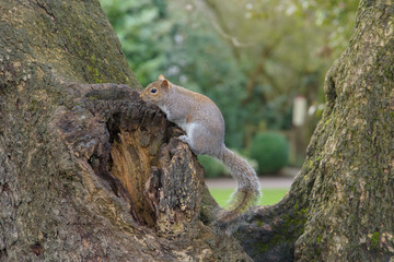 Grey Squirrel sitting on tree and looking to the left