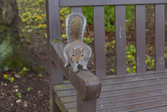 Grey Squirrel sitting on a park bench and looking at camera