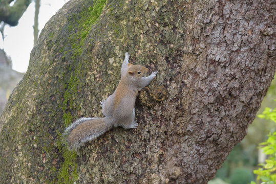 Grey Squirrel hanging on tree and looking to the right