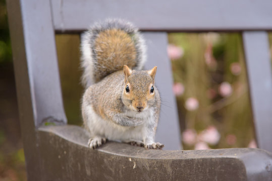 Grey Squirrel sitting on a park bench and looking at camera