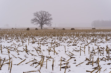 Corn Stubble in Snow
