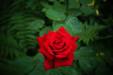 Red rose of Ukraine