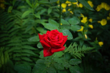 Red Rose