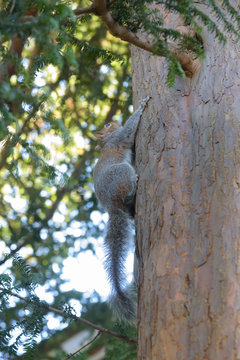 Grey Squirrel hanging on tree vertically