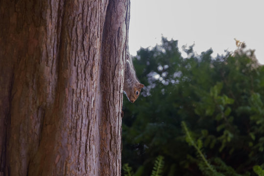 Grey Squirrel climbing down a tree