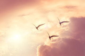 A flock of seagulls in the sky with fluffy clouds with a pink coral shade of the sky.