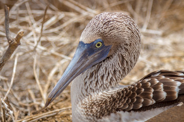 Blue-footed booby head