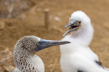 Blue-footed boobys talking