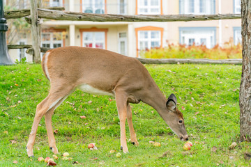 Deer was eating an apple at Mont-Tremblant National Park