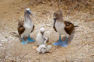 Blue-footed boobys family