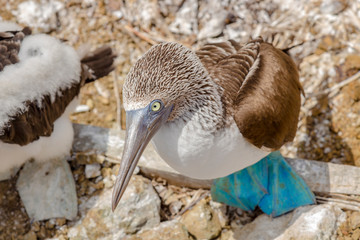 Blue-footed booby close-up