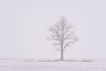 Fototapeta na wymiar Lone Tree in Fog