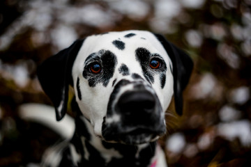 portrait of a dog