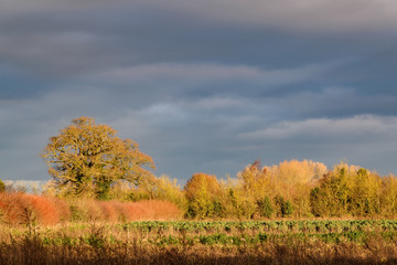 Fototapeta premium Sunlit trees in winter with a dark cloudy sky in the background. In the foreground there is a farm field with vegetable crops.