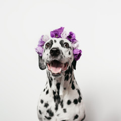 Happy dalmatian with violet floral crown. Eustoma flower wreath. Portrait of dog on white...
