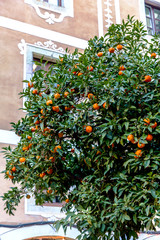 Fototapeta na wymiar Tangerines grow on a tree in the city