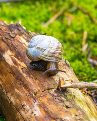 Snail on log