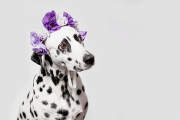 Dalmatian with violet floral crown. Eustoma flower wreath. Portrait of dog on white background. Place for text