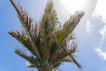 palm trees in New Zealand in front of the blue sky with some clouds in the background, great palm trees, tropical paradise
