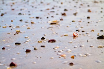 Shells and rocks by the beach