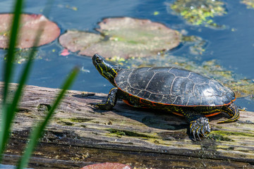 Turtle basking on log