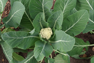 Cauliflower (Brassica oleracea) plant with young cauliflower head emerging from foliage. Plant...