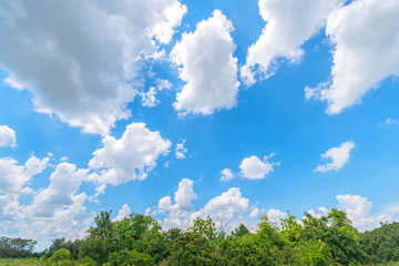 Green trees in the forest against blue sky with white clouds.