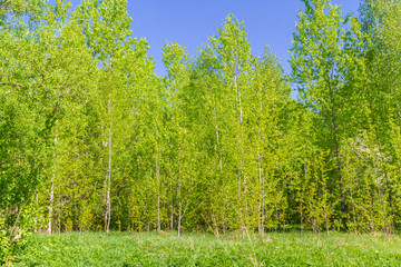 Slim young birch trees were green with spring in the woods