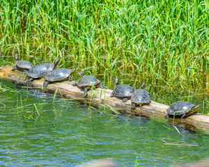 Turtles basking in the sun