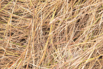 Hay at the field closeup for background.