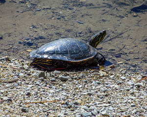 Turtle on the rocky beach