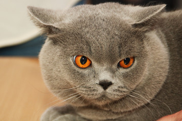 cat with bright eyes