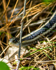 Common Garter Snake in the sticks