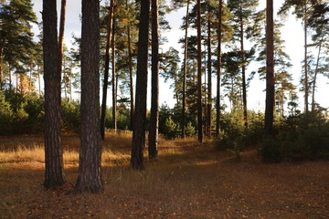 autumn in the forest