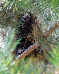 Porcupine in an evergreen