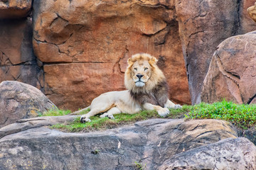 Naklejka premium Male lion resting on rocks