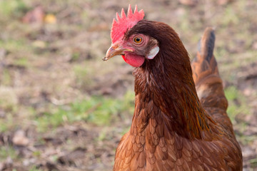 Brown hen outdoors
