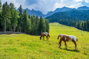 Fototapeta na wymiar Mountain meadow with free horses