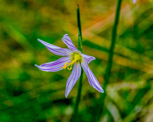 Striped Grass Widow Wildflower