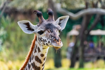 reticulated giraffe head