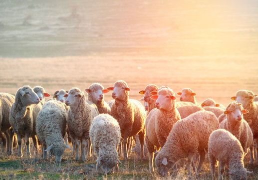 Flock of sheep at sunset