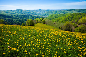 Beautiful spring landscape, dandellion field