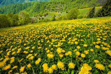 Beautiful spring landscape, dandellion field