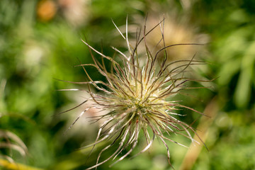 Spiky Plant in the Wild