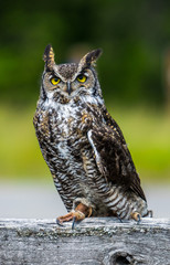 Great horned owl sitting