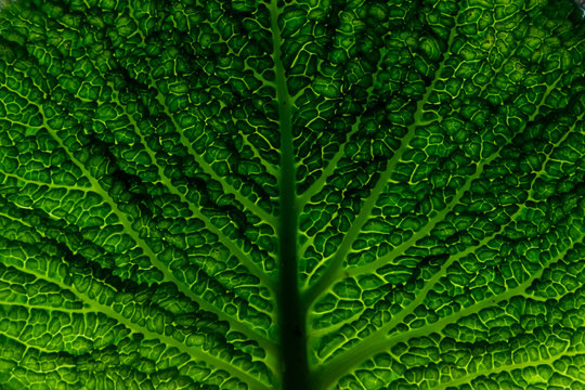 Macro image of a Wirsing in green with strong structure