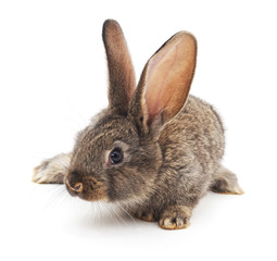 Grey baby rabbit.