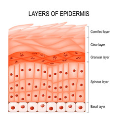 Layers of epidermis - obrazy, fototapety, plakaty